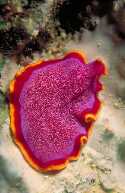  Vortex-Shaped Marine Flatworms:  Masters of Regeneration and Underwater Stealth!