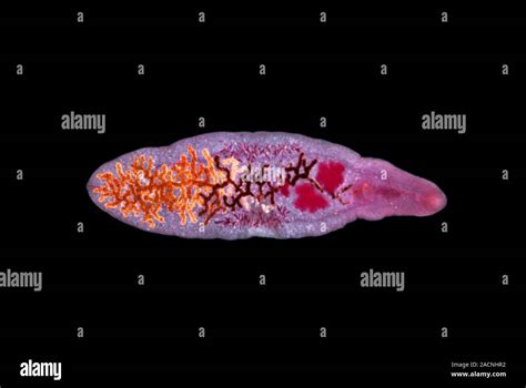  Dicrocoelium dendriticum:  A Tiny Trematode Mastermind Orchestrating A Snail-Ant Symphony Of Parasitism!