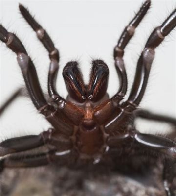   funnel-web spider 擁有致命毒牙且擅長築起複雜的網洞！