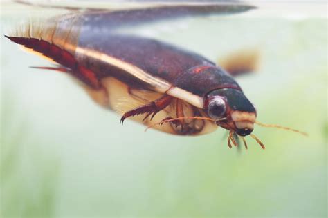  廣殖蟲！這種寄生生物的奇妙生存策略將讓你大吃一驚！