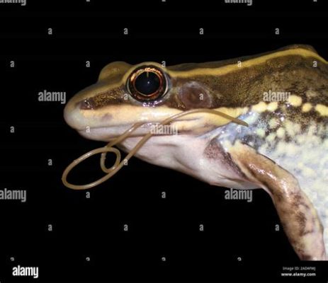  Ribeiroia ondatrae：一种寄生于脊椎动物神经系统的吸虫，会引发令人惊叹的异常行为！