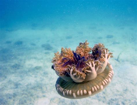  Umbrella Jellyfish: An Upside-Down World In Miniature!